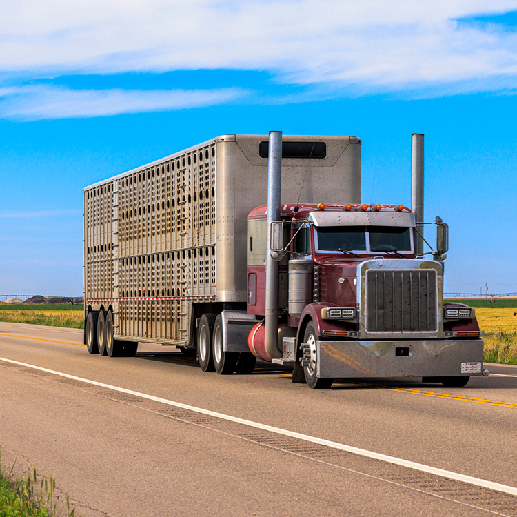 Georgia Ag Commissioner Announces New Animal Import Requirements